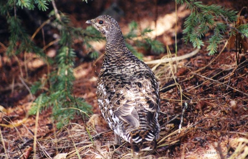 Yoho national park bird chicken